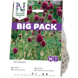Höstlök Nelson Garden Klotlök Violett Big Pack