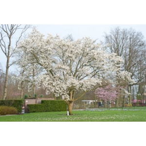 Japansk Magnolia Goliat 12-14 cm