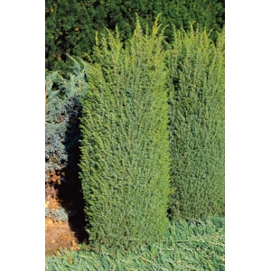 Omnia garden Träd-en ’Suecica’ 30-35 cm 1-pack