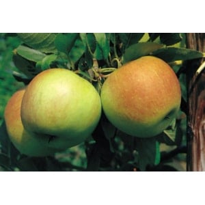 Äppelträd ’James Grieve’ E