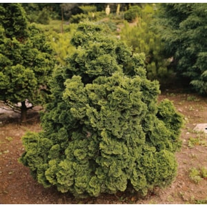 Japansk dvärgcypress ’Nana Gracilis’ 20-25 cm 1-pack