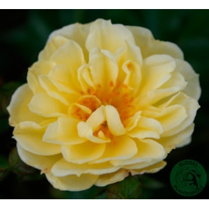 Marktäckande ros ’Golden Cover’ 5-pack