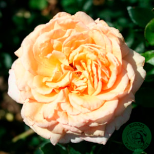 Storblommig ros ’Carl Nielsen’ 10-pack