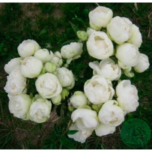 Marktäckande ros ’Snövit’ 1-pack