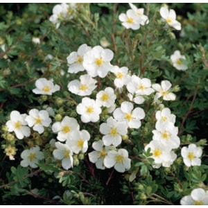 Omnia garden Kryptok vit ’Abbotswood’ CO 5-pack