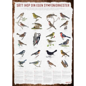 Affisch Vildfågel, 50 x 70 cm