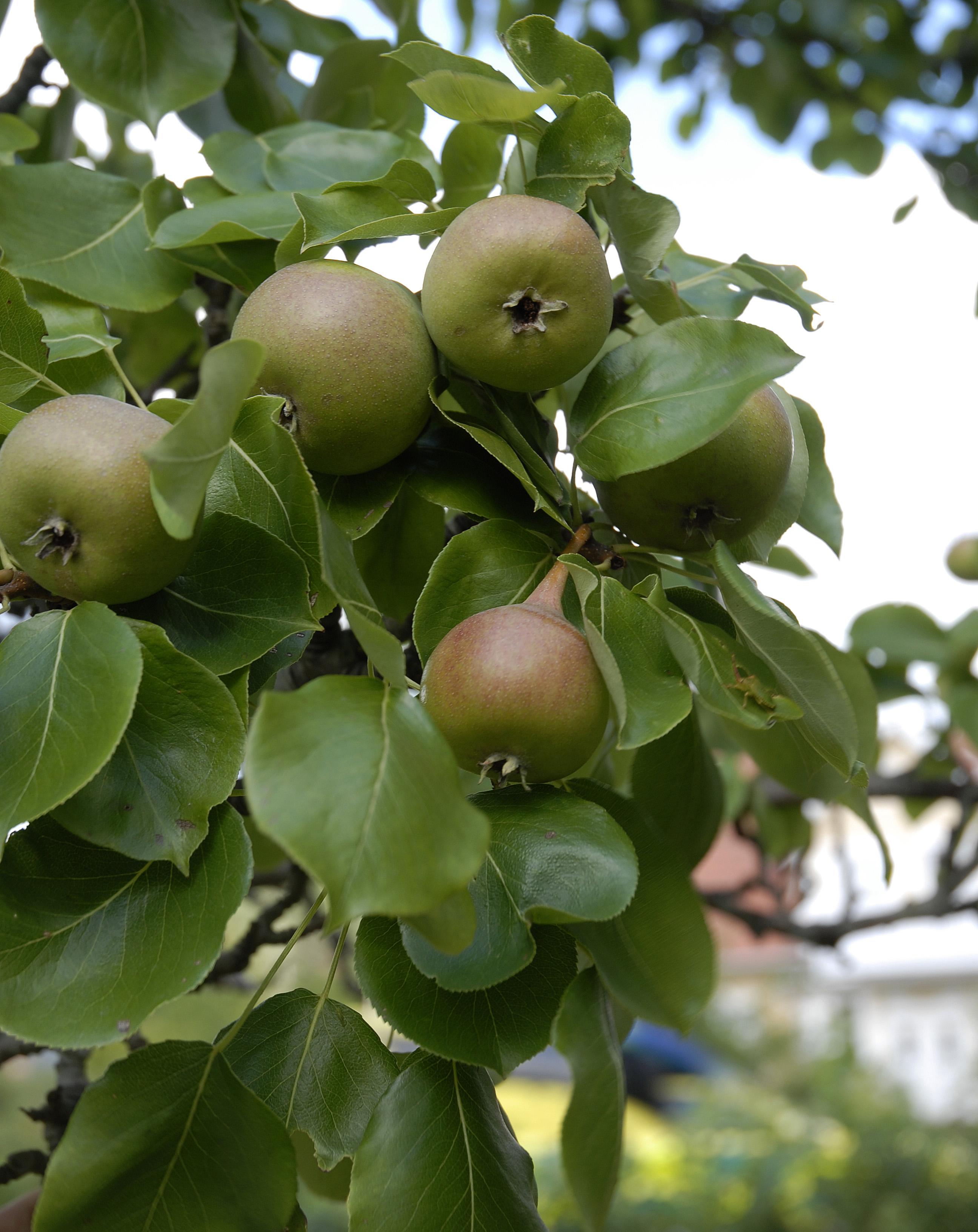 Päronträd | granngarden.se