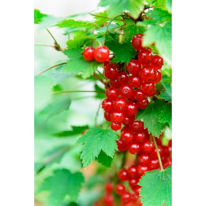 Omnia garden Röda vinbär ”Rolan” Stam 5-pack