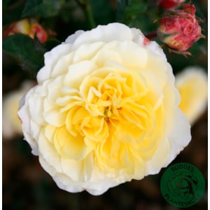 Omnia garden Engelsk ros ’The Pilgrim’ 1-pack