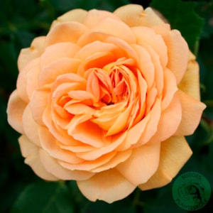 Omnia garden Engelsk ros ’Golden Celebration’ 1-pack