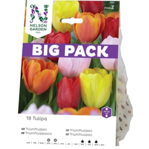 Höstlök Nelson Garden Triumftulpan Blandade färger Big Pack
