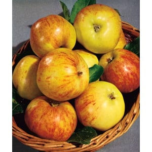 Äpple ’Gravensteiner’