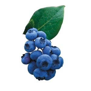 Hybrid blåbär 