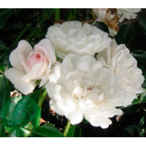 Marktäckande ros ’Sea Foam’ 1-pack