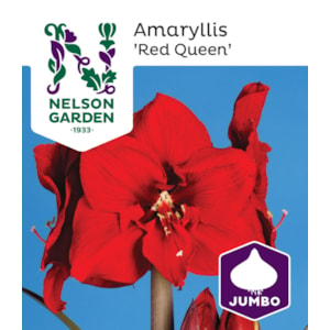 Amaryllis Nelson Garden Red Queen Jumbo Mörkröd