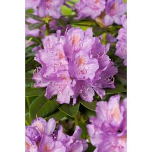 Omnia garden Park Rhododendron 50-60 cm Lila 3-pack