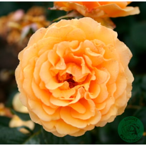 Flerblommig buskros ’Bernstein-Rose’ 1-pack