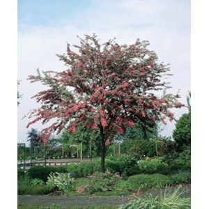 Rosenhagtorn Paul´s Scarlet, Sh 100-120