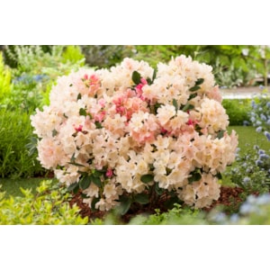 Rhododendron hybrid ’Percy Wiseman’ 5-pack