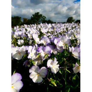 Omnia garden Bukettviol ’Ullas Favorit’ 6-pack
