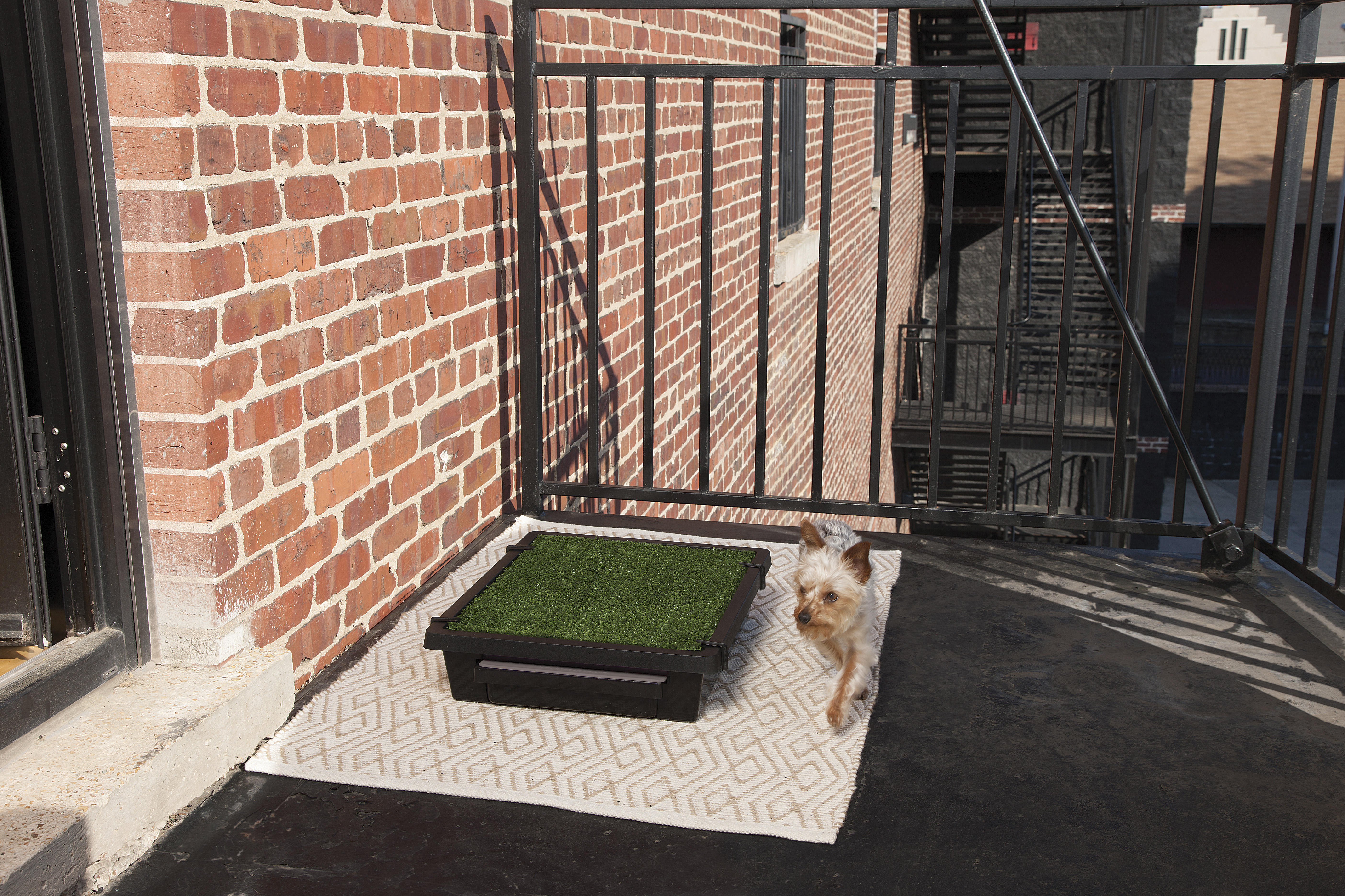 petsafe kennel