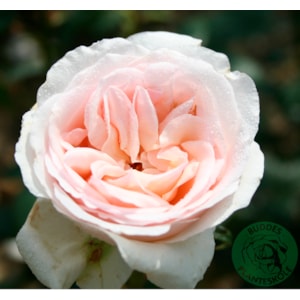 Omnia garden Buskros ’Julia Renaissance’ 1-pack