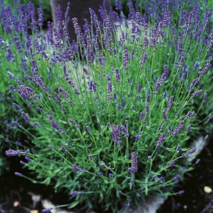 Omnia garden Lavendel ’Hidcote’ 2 l 4-pack