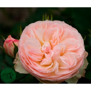Omnia garden Flerblommig buskros ’Pastella’ 5-pack