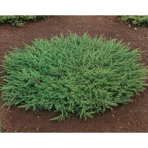 Omnia garden Matt-en ’Repanda’ 30-35 cm 10-pack