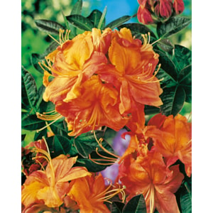 Omnia garden Azalea ’Knaphill Klondyke’ 10-pack