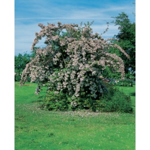 Omnia garden Paradisbuske 125-150 cm