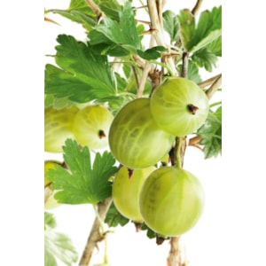 Krusbär gröna ’Invicta’ 30-50 cm 10-pack