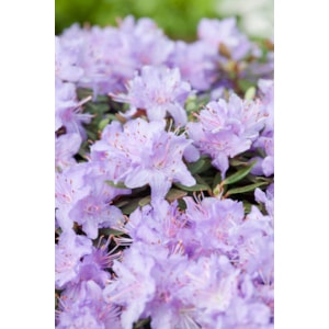 Omnia garden Tuvalpros ’Ramapo’ 1-pack