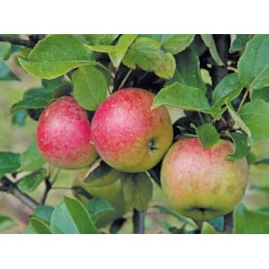 Äpple 'Amorosa' CO