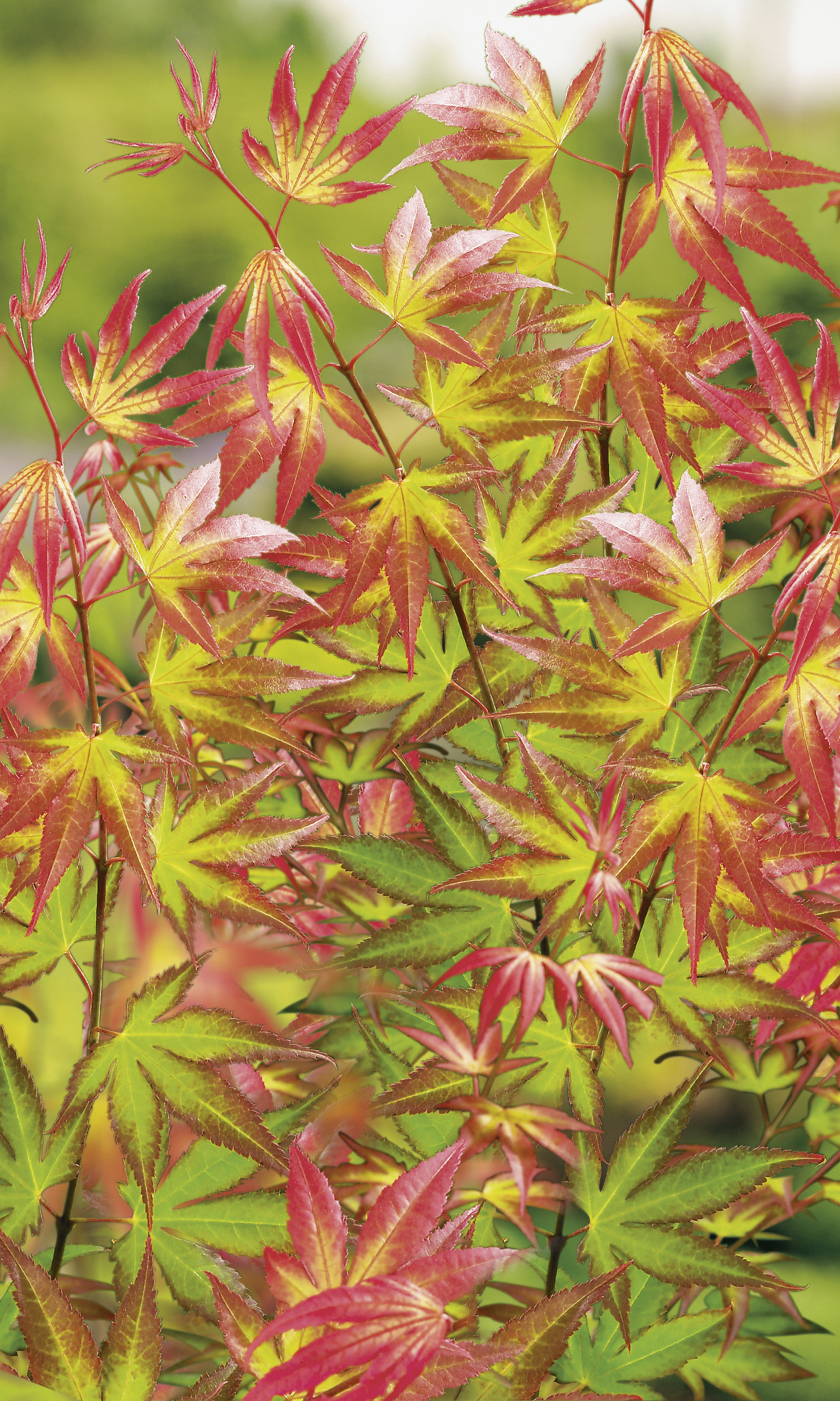 Japansk Lönn | granngarden.se