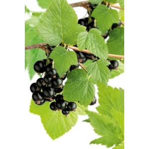 Svarta vinbär 'Storklas', 60-80 cm 10-pack
