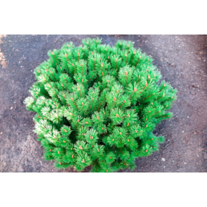 Omnia garden Bergtall ’Mops’ 5-pack