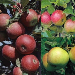 Omnia garden Familjeträd Äpple Olika sorter CO