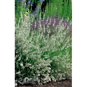Lavendel Edelweiss, 6-pack
