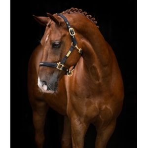 Grimma Hansbo Sport The Equestrian Life Svart – SVART COB