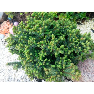 Omnia garden Vitgran ’Echiniformis’ 1-pack
