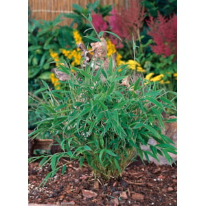 Omnia garden Bergbambu ’Tiny’ Låg 2 liter 3-pack