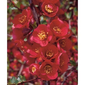 Omnia garden Hybridrosenkvitten ’Nicoline’ CO 5-pack