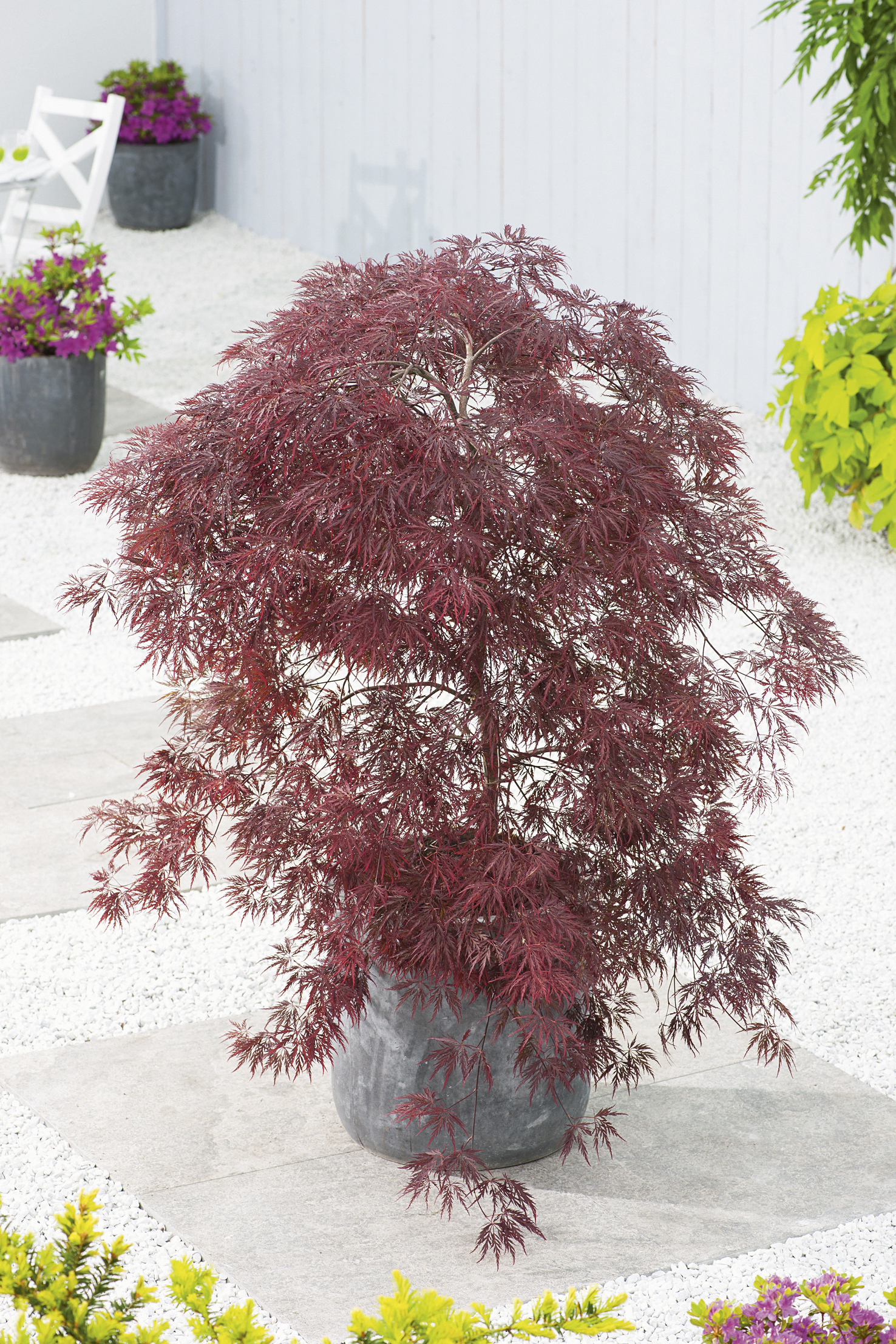 Köp Japansk Lönn - för en Vacker Trädgård