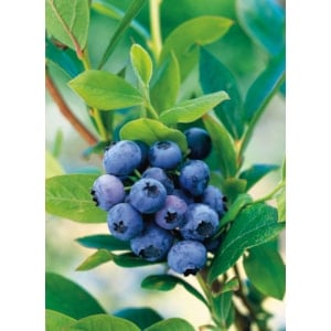 Amerikanskt blåbär 'Goldtraube', 30-50 cm 1-pack