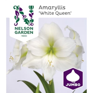 Jumbolök Nelson Garden Amaryllis White Queen Vit