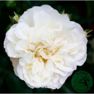 Marktäckande ros ’White Meidiland’ 10-pack