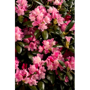 Rhododendron hybrid ’Kalinka’ 1-pack