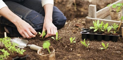 F&ouml;rodling hos Granng&aring;rden