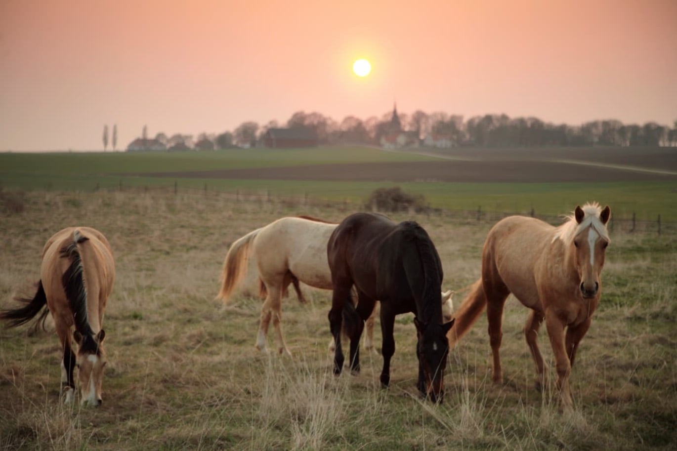 Brunstigt sto – hjälp hästen att hitta kraft under brunstperioden. Läs mer  på granngården.se
